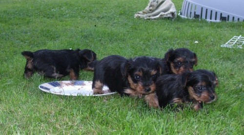 �t���tka york��rsk�ho terri�ra