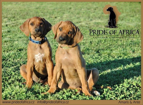 RHODÉSKÝ RIDGEBACK štěňátko s PP