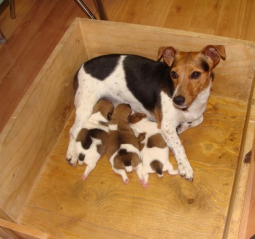 Prod�m kr�sn� �t���tka Jack Russell teri�ra