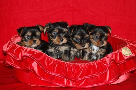 Jork��rsk� Terri�r