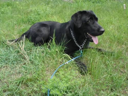 Labrador Retriever-kryt�