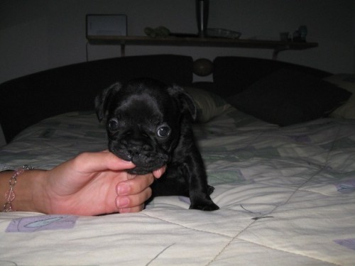 Prodm tntka francouzskho buldoka