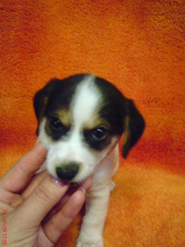 Jack russel terir