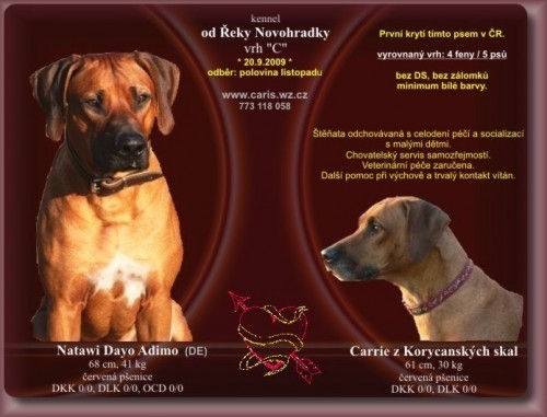 Rhodesian Ridgeback - štěňata s PP