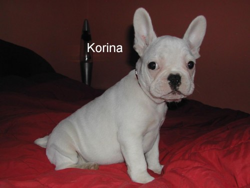 Francouzsky buldoek tetka