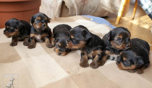 Prod�m �t��ata york��rsk�ho teri�ra bez PP