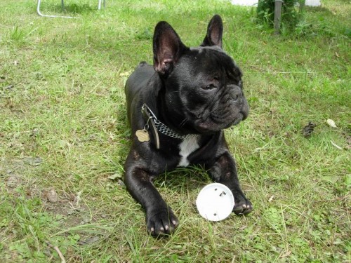 Francouzsk buldoek - kryt