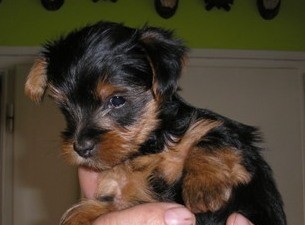 Jork��rsk� teri�r - �t��atka