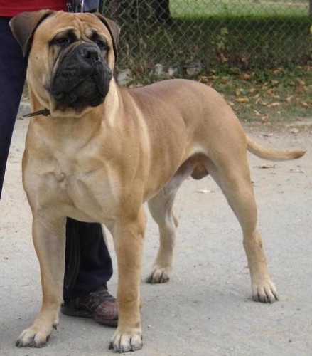 Bullmastiff šteniatka s PP