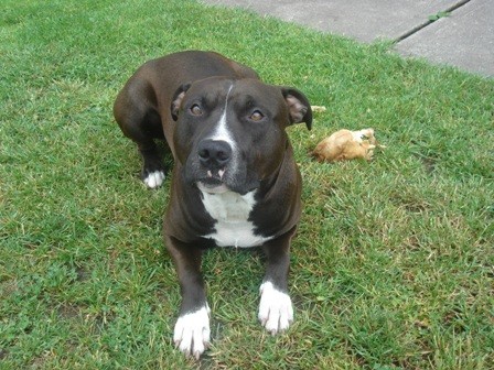 Kryt� Americk�ho staford��rsk�ho teri�ra