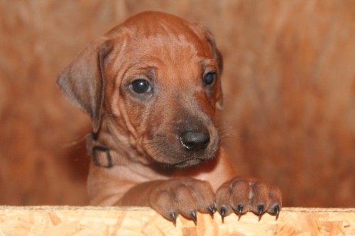 Rhodézský ridgeback s PP