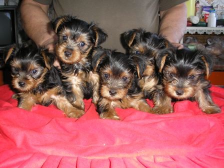 Jork��rsk� teri�r - �t��atka