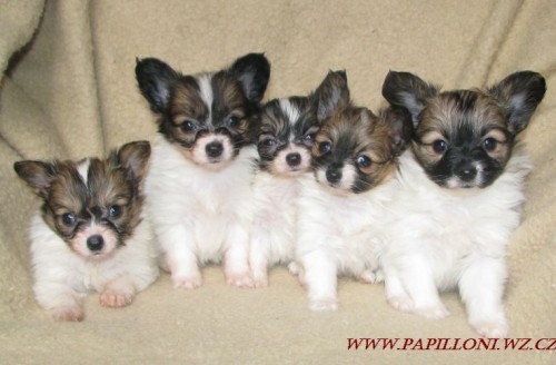 papillon,motýlek , papilon