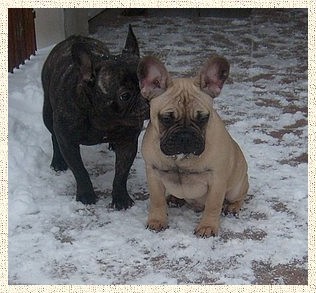 Francouzsk buldoek s PP 