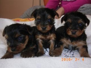 JORK��RSK� TERI�R