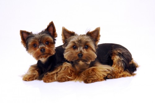 Jork��rsk� teri�r 