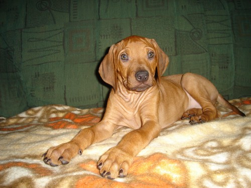 Rhodéský Ridgeback, štěňátka s PP