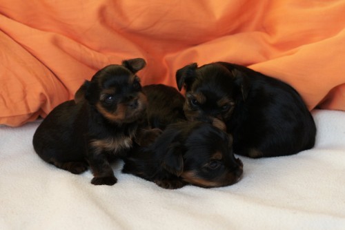 Jork��rsk� teri�r 