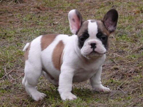 Francouzsk buldoek 