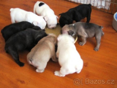  Francouzsk buldoek s PP