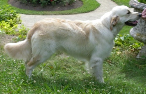 KRYT� - chovn� GR