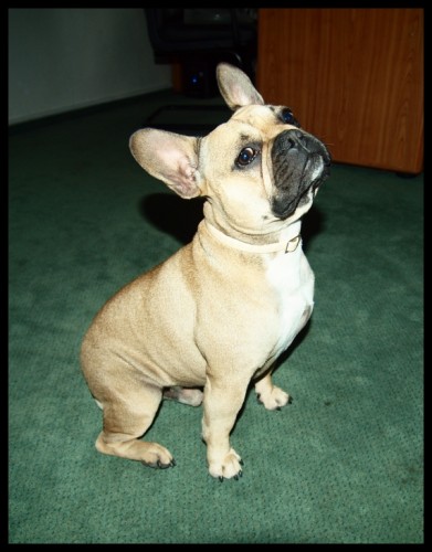 NABDKA KRYT - KRSN FAWN FR.BULDOEK