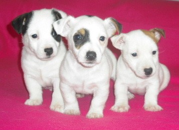 Jack Russel Terier