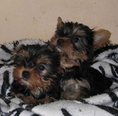 jork��r teri�r