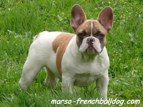 Francouzsk buldoek 