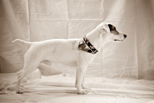 kvalitn� Jack russel terier bez PP ke kryt�