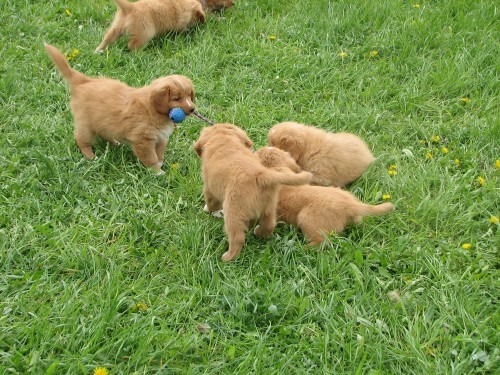 Štěňata Nova Scotia Duck Tollling Retriever