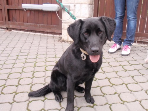 Daruji �t�n� �ern�ho labradora