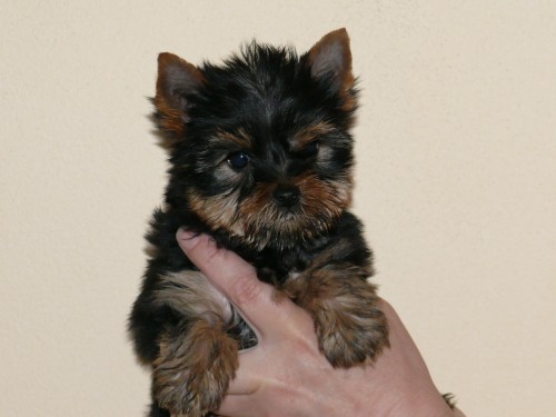 Jork��rsk� terier