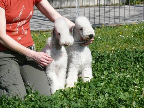 Bedlington teriér