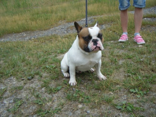 Francouzsk buldoek krsn postavy ke kryt