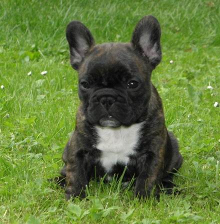 ttka Francouzskho buldoka s PP