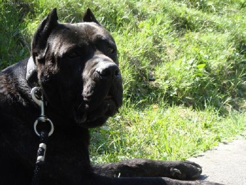 BANDOG kryt bez PP