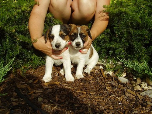 Štěňátka Jack Russell Terrierů