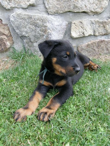 Beauceron – štěně pejsek