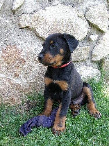 Beauceron – štěně pejsek