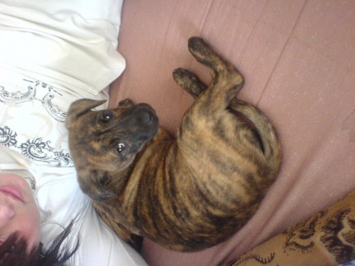 Prodm 3 a pl msn fenku.. Staford k.boxer.. han