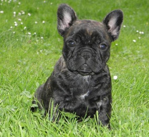 ttka Francouzskch buldok s PP