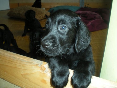 Prodám štěňata Flat Coated Retrivera bez PP