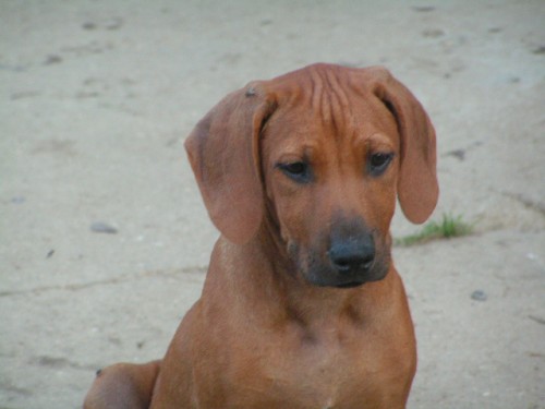 Štěňátka rhodéského ridgebacka s PP