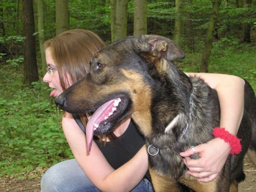 Mladého křížence beaucerona do dobrých rukou !