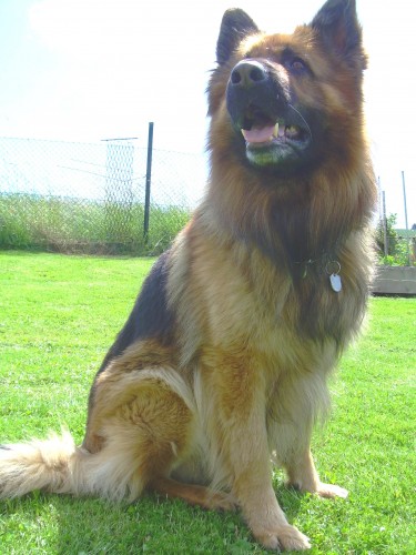 Nab�z�m NO ke kryt�