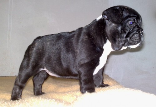 Francouzsk buldoek s PP