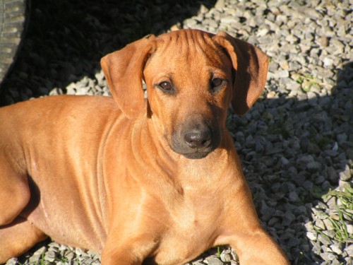 Štěňátka rhodéského ridgebacka s PP