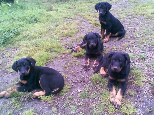 BEAUCERON - Francouzský ovčák