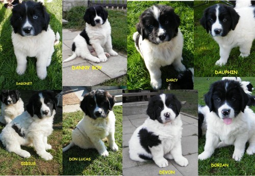 Landseer -štěně